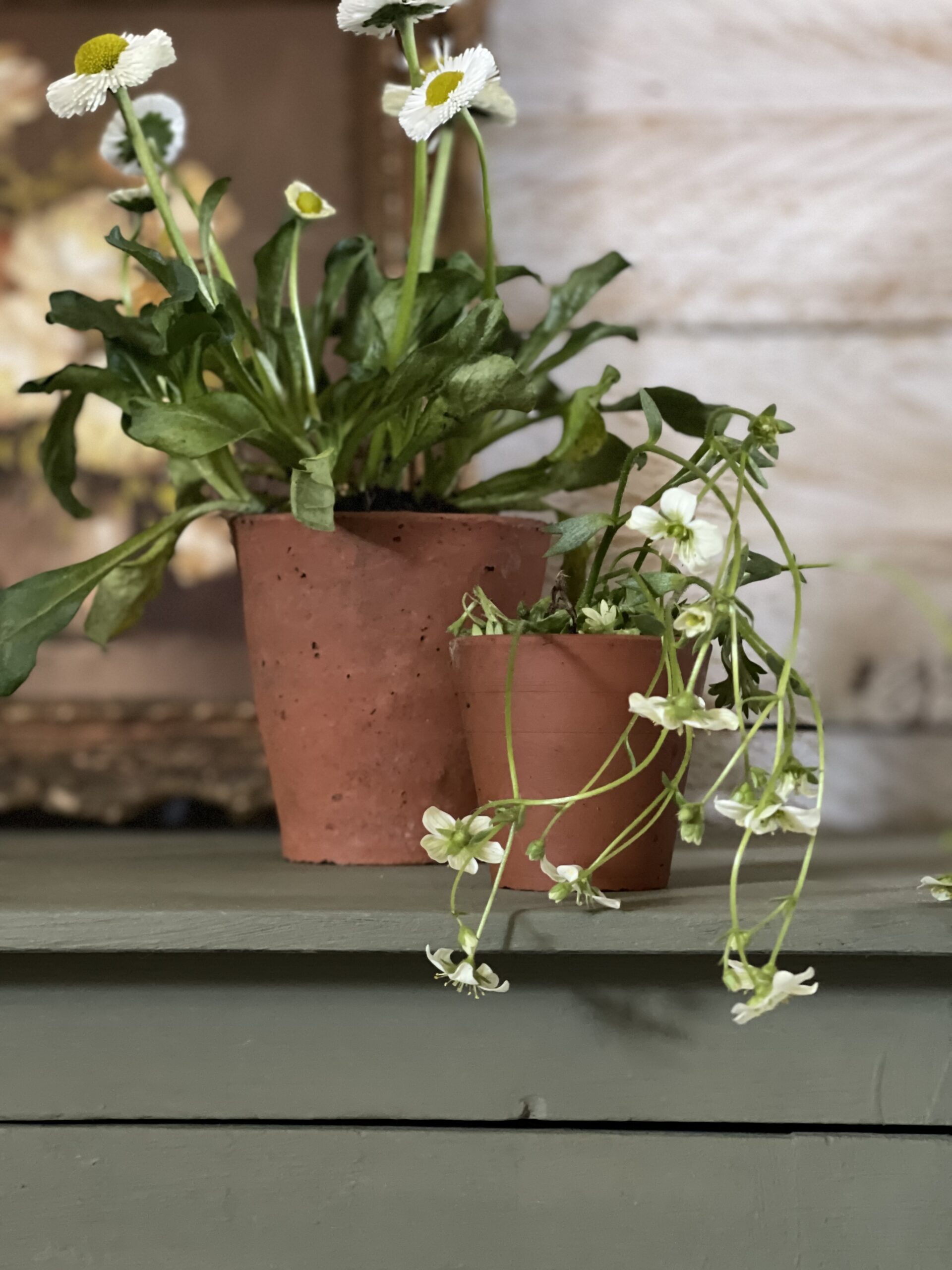 OLIVE - Слика 8